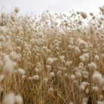 Cotton Heads into the Labor Day Weekend with Losses